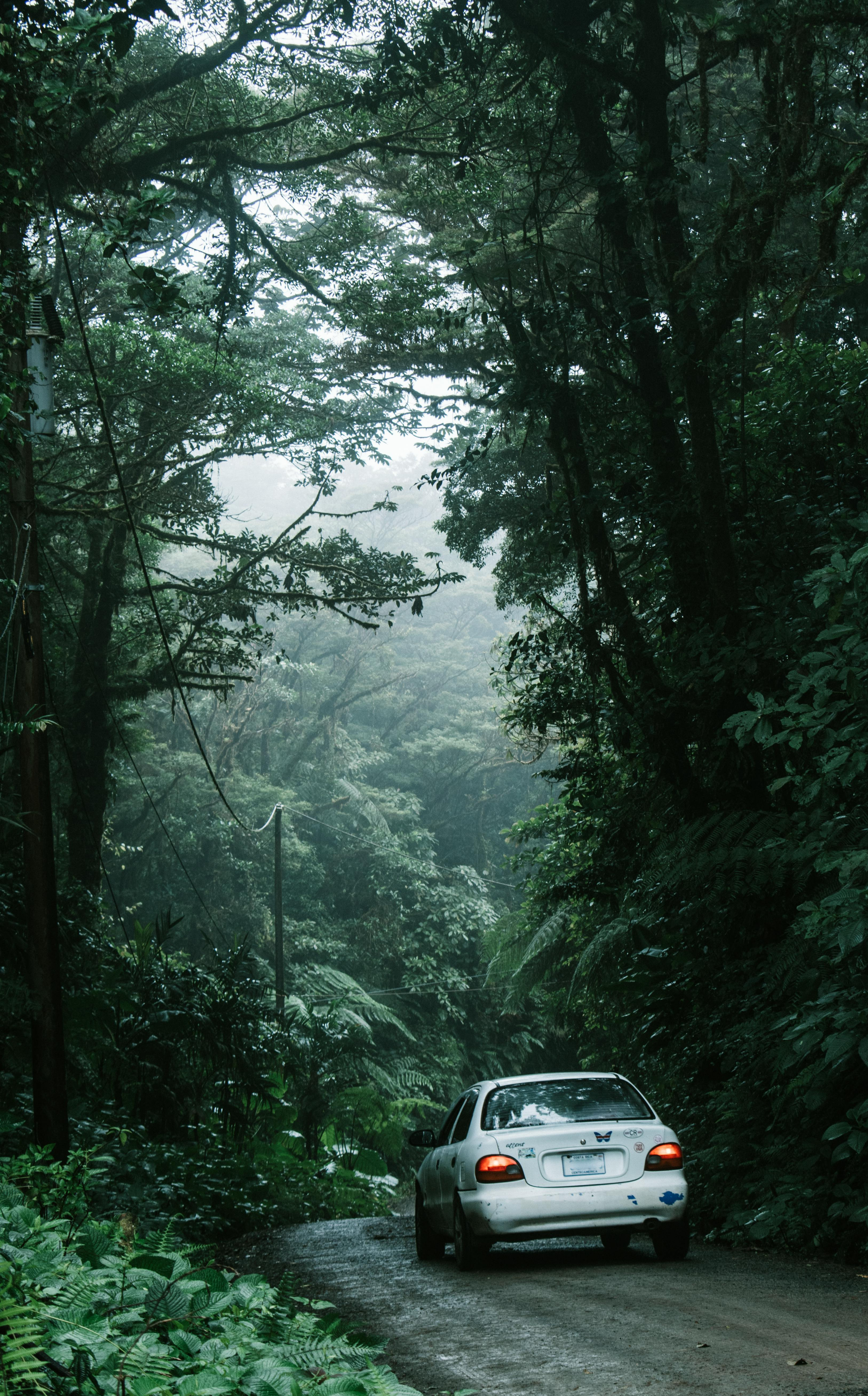 Silver car driving on a misty forest road surrounded by dense green trees. Monteverde