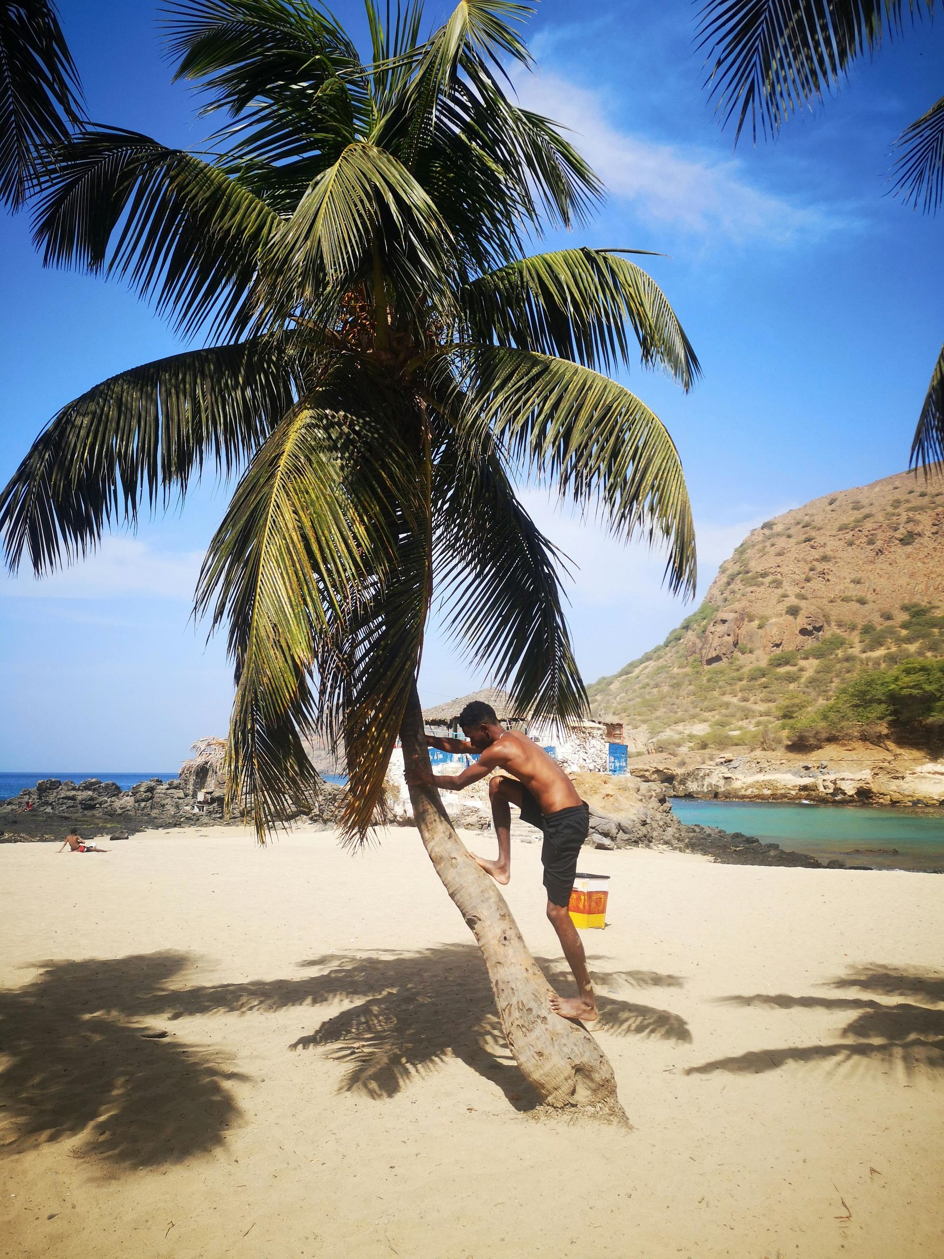 Man climbing a palm tree on a sandy beach. Turquoise water, sunny sky, and a hill in the background.