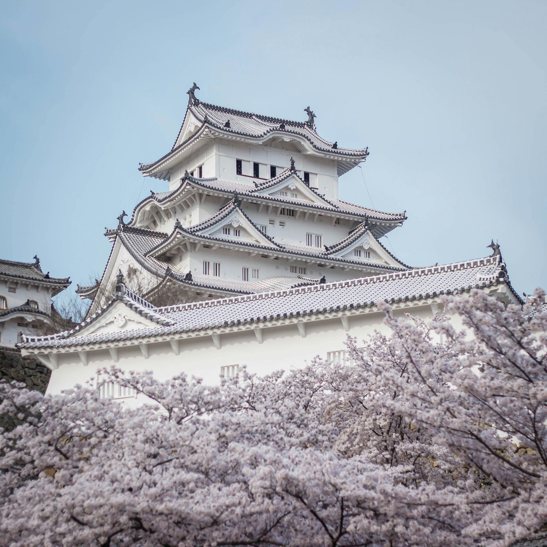 Himeji Castle, Japan, rises above blossoming cherry trees, white against a clear blue sky.