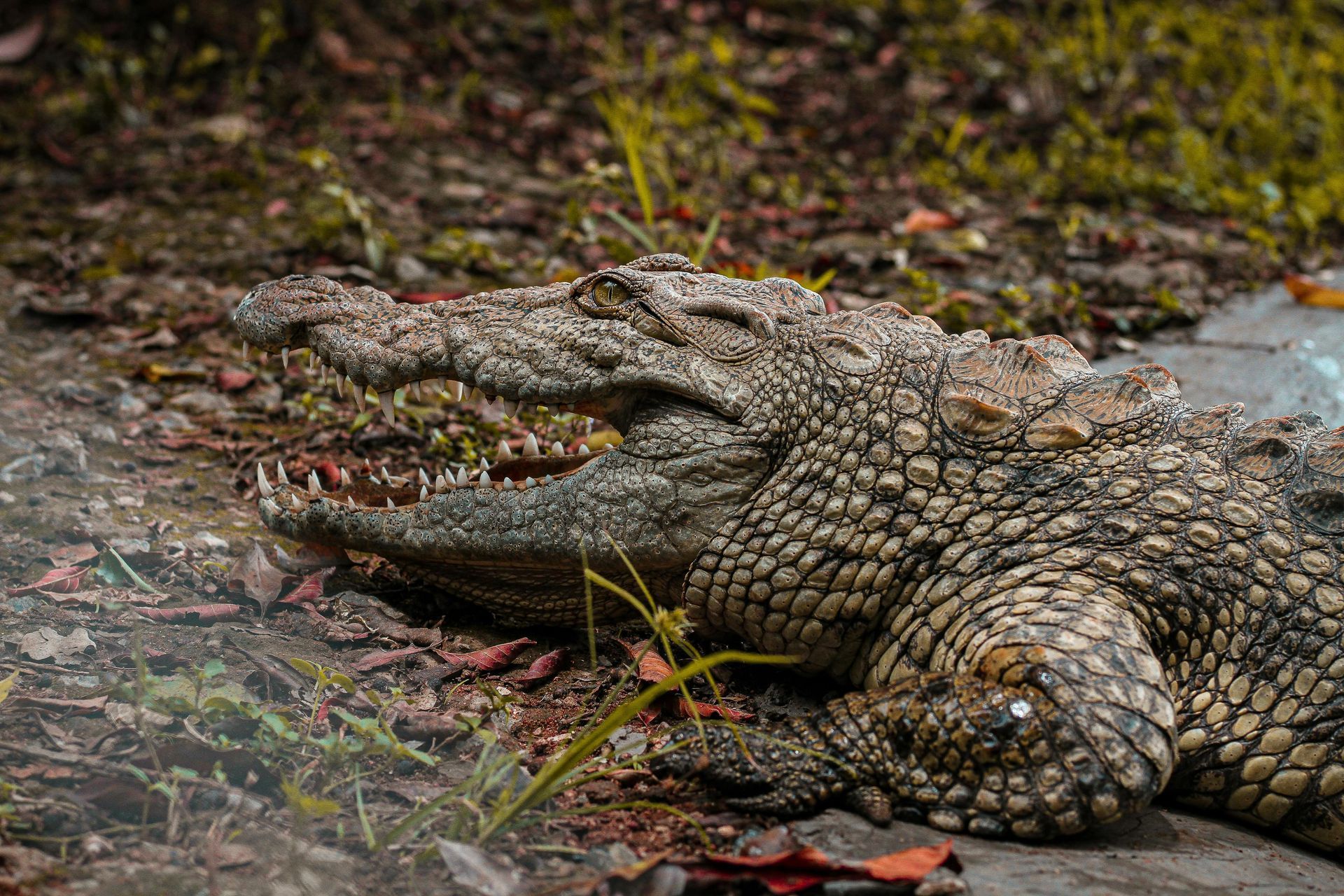 Crocodile with open mouth, textured skin, resting on muddy bank with green grass and leaves.Nairobi