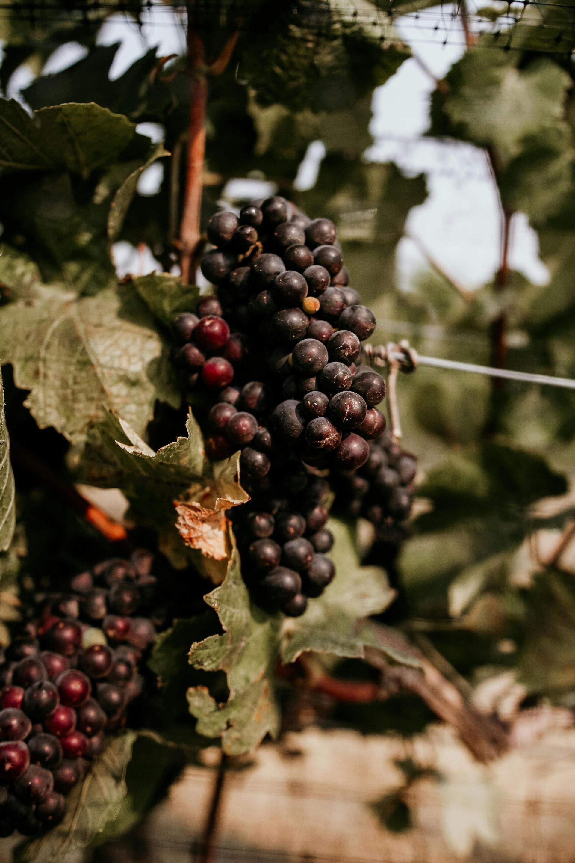 LGBT Wine Tours in USA