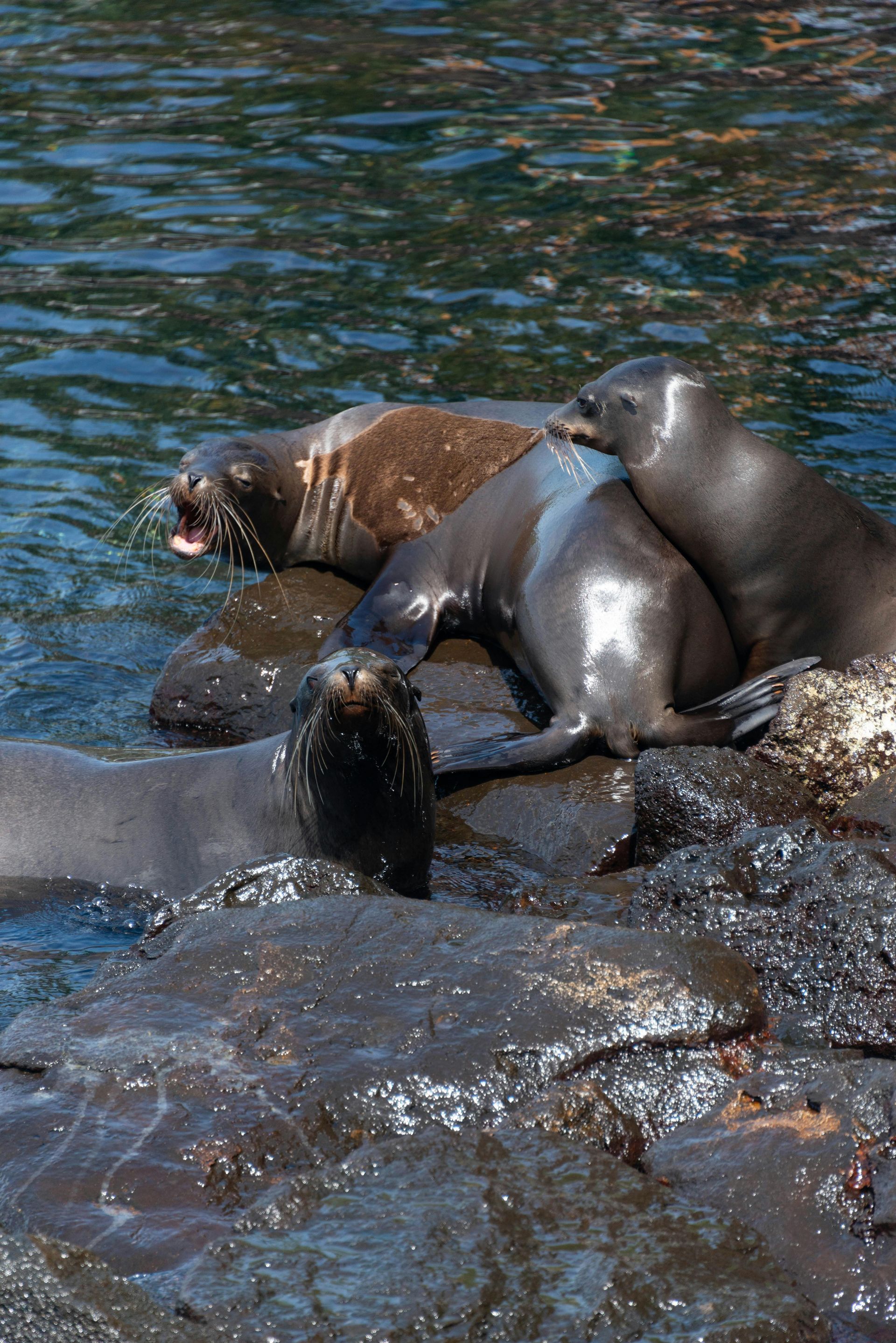 Sea lions, huddled on dark rocks near water; one is yawning. Ecuador Galápagos