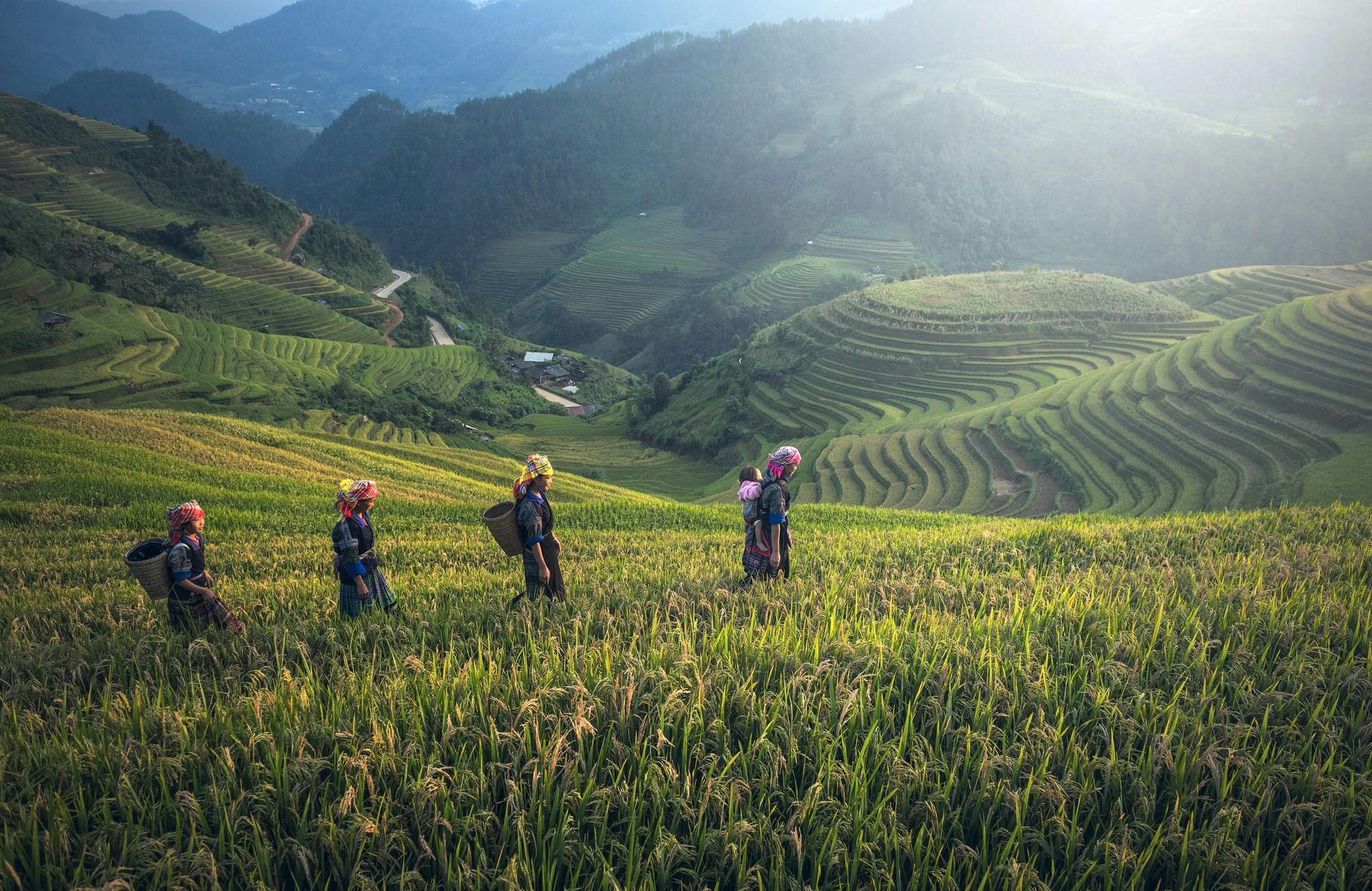 A group of people walk single file through lush, green terraced rice fields in a mountainous landscape at sunrise.