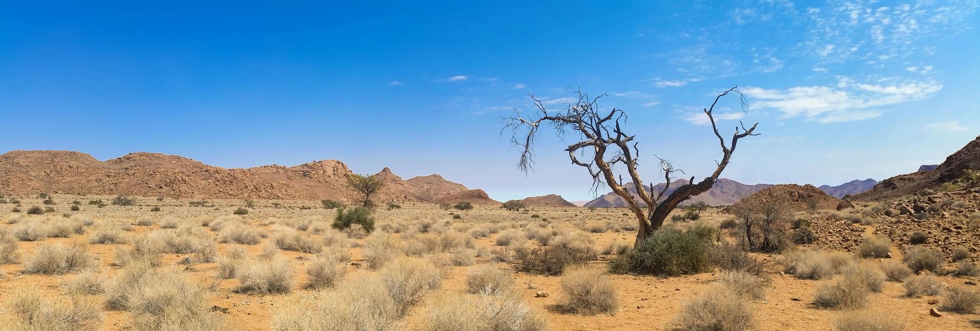 Dry, desert landscape with a dead tree under a blue sky. Rocky mountains in the distance. namibia
