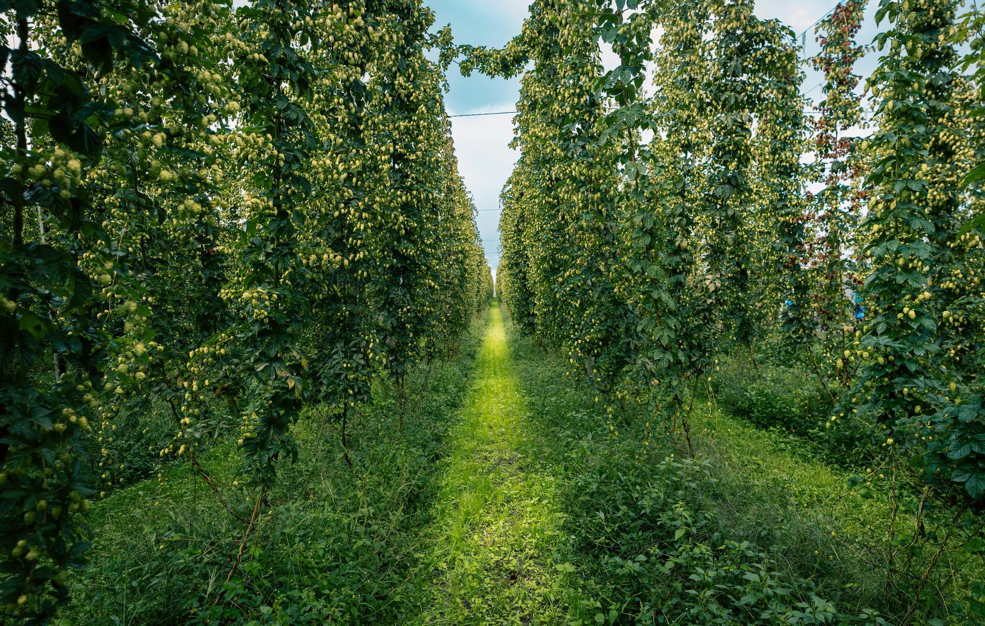 LGBT Wine Tours in New Zealand