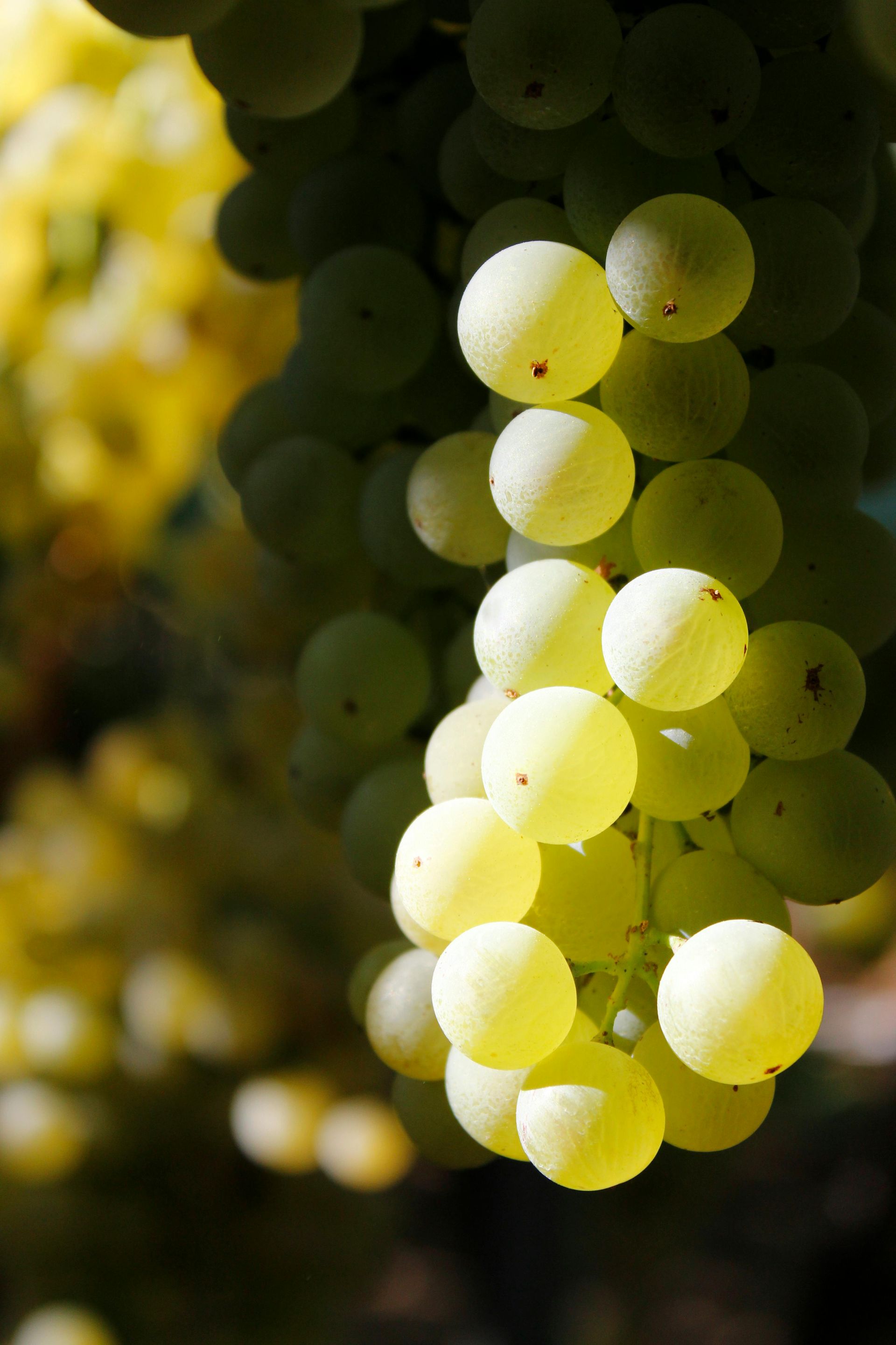 LGBT Wine Tours in Italy