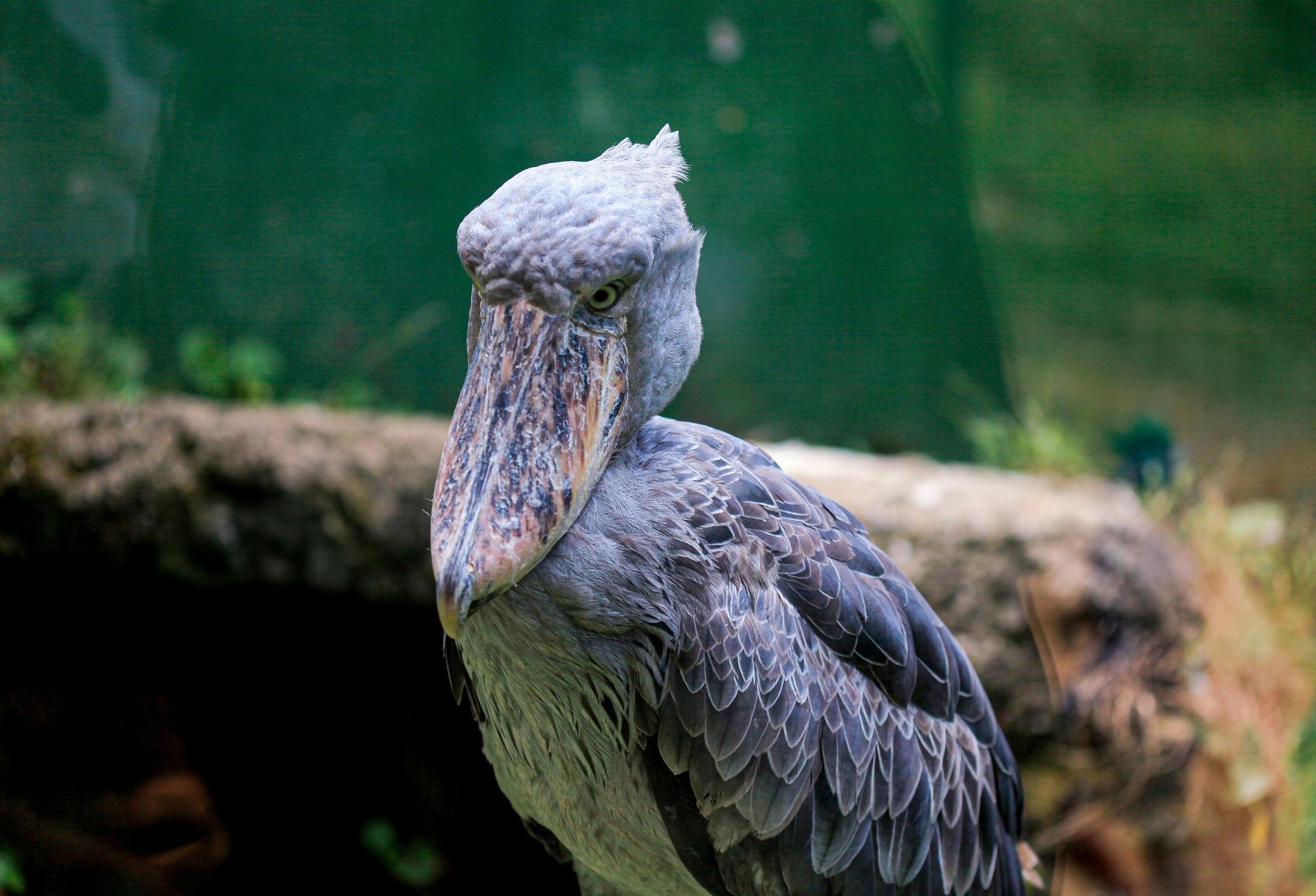 Shoebill stork with a large bill, standing outdoors, gray feathers, serious expression. UGANDA