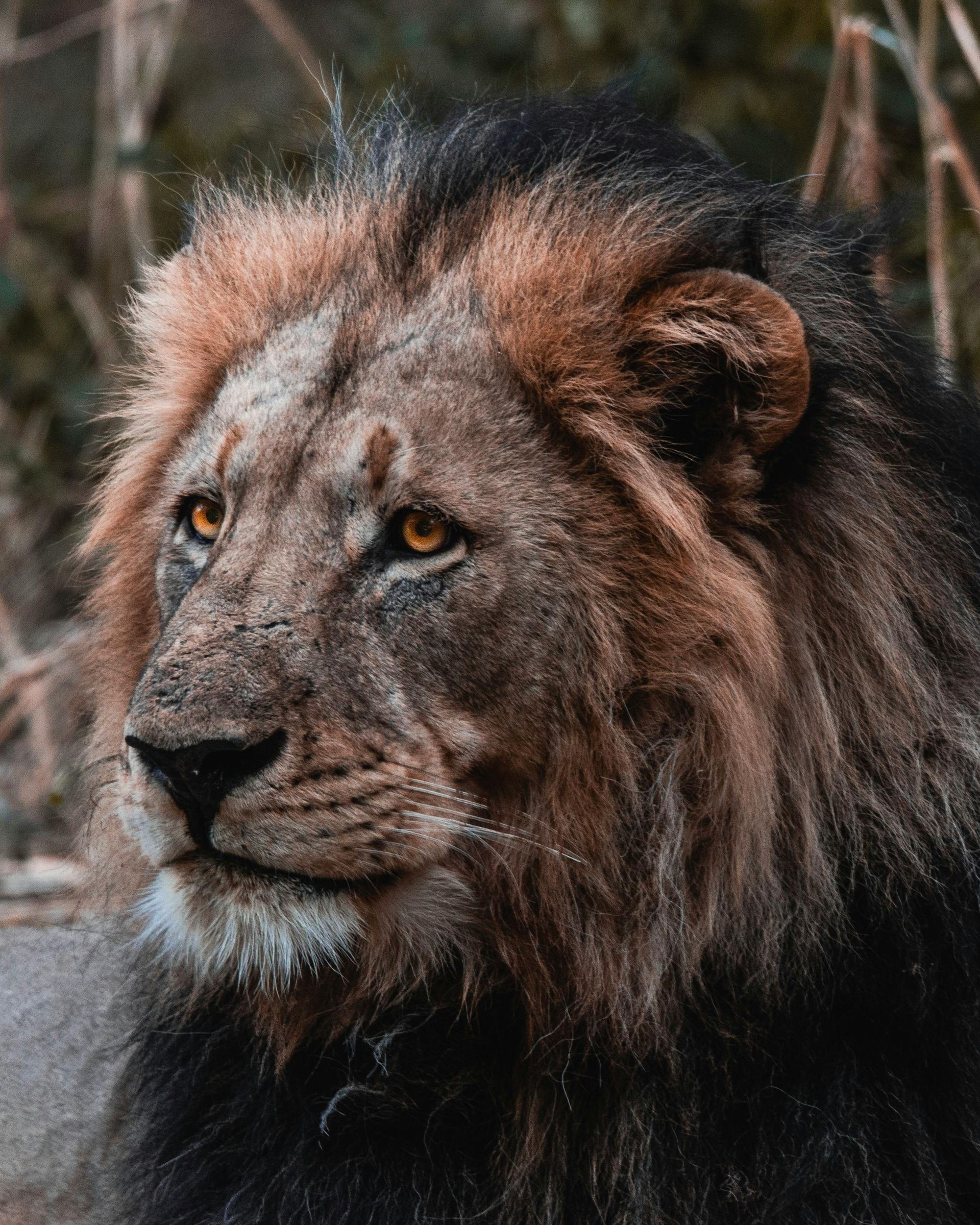 Lion with dark mane, looking left, amber eyes, in natural setting. BOTSWANA