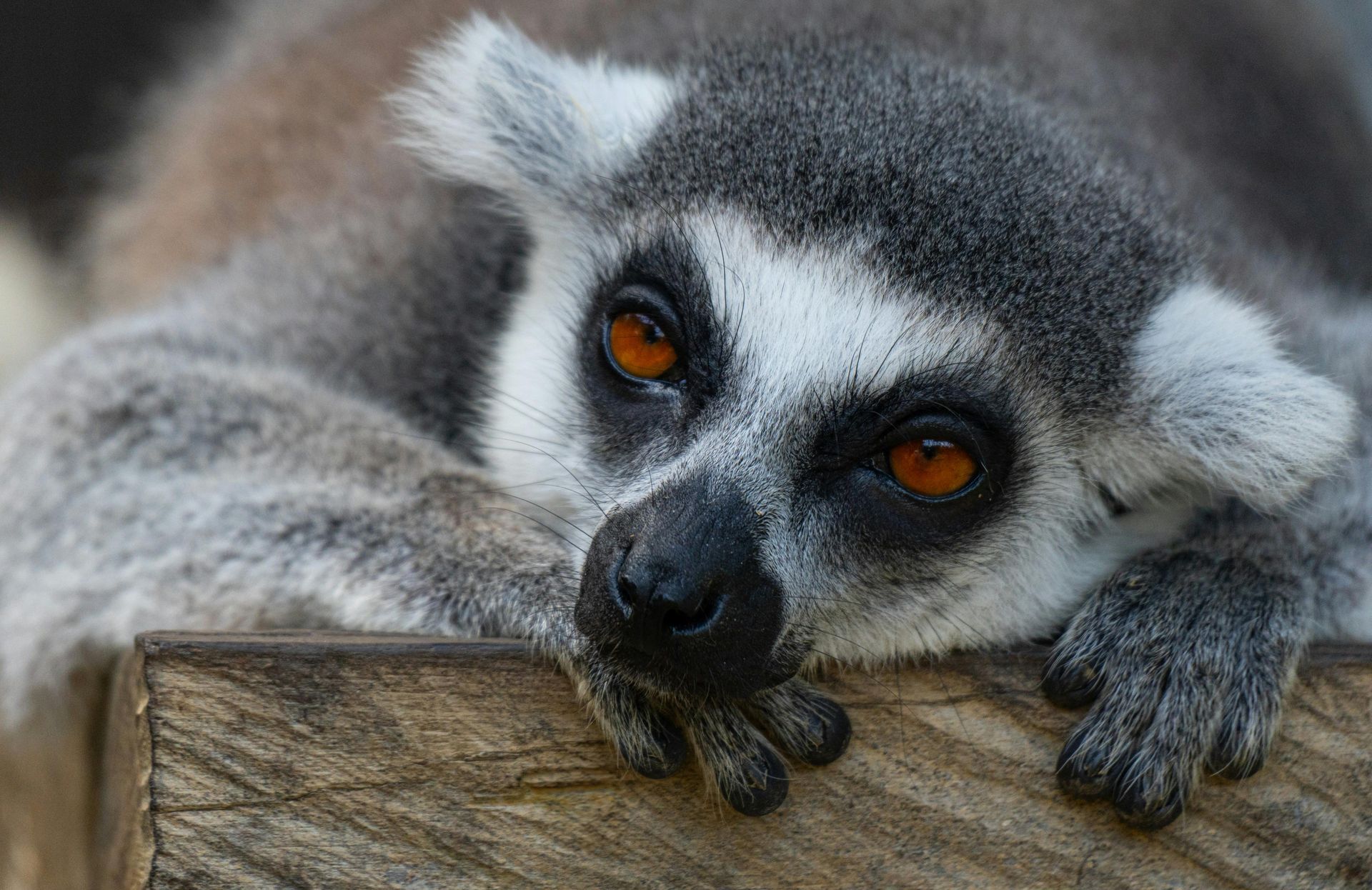 Ring-tailed lemur rests on wood, eyes open, gazing forward. Gray, white, and brown fur, with an orange-brown eye color. Madagascar