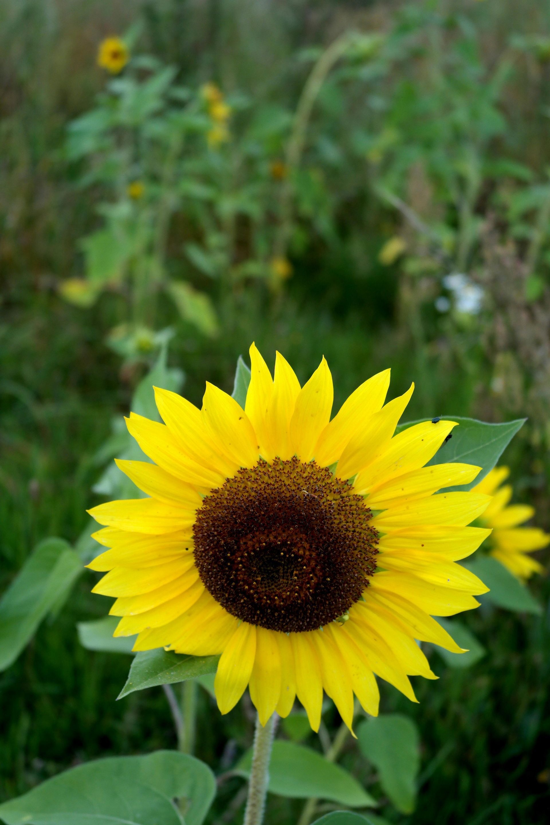 Bright yellow sunflower with brown center against green background.