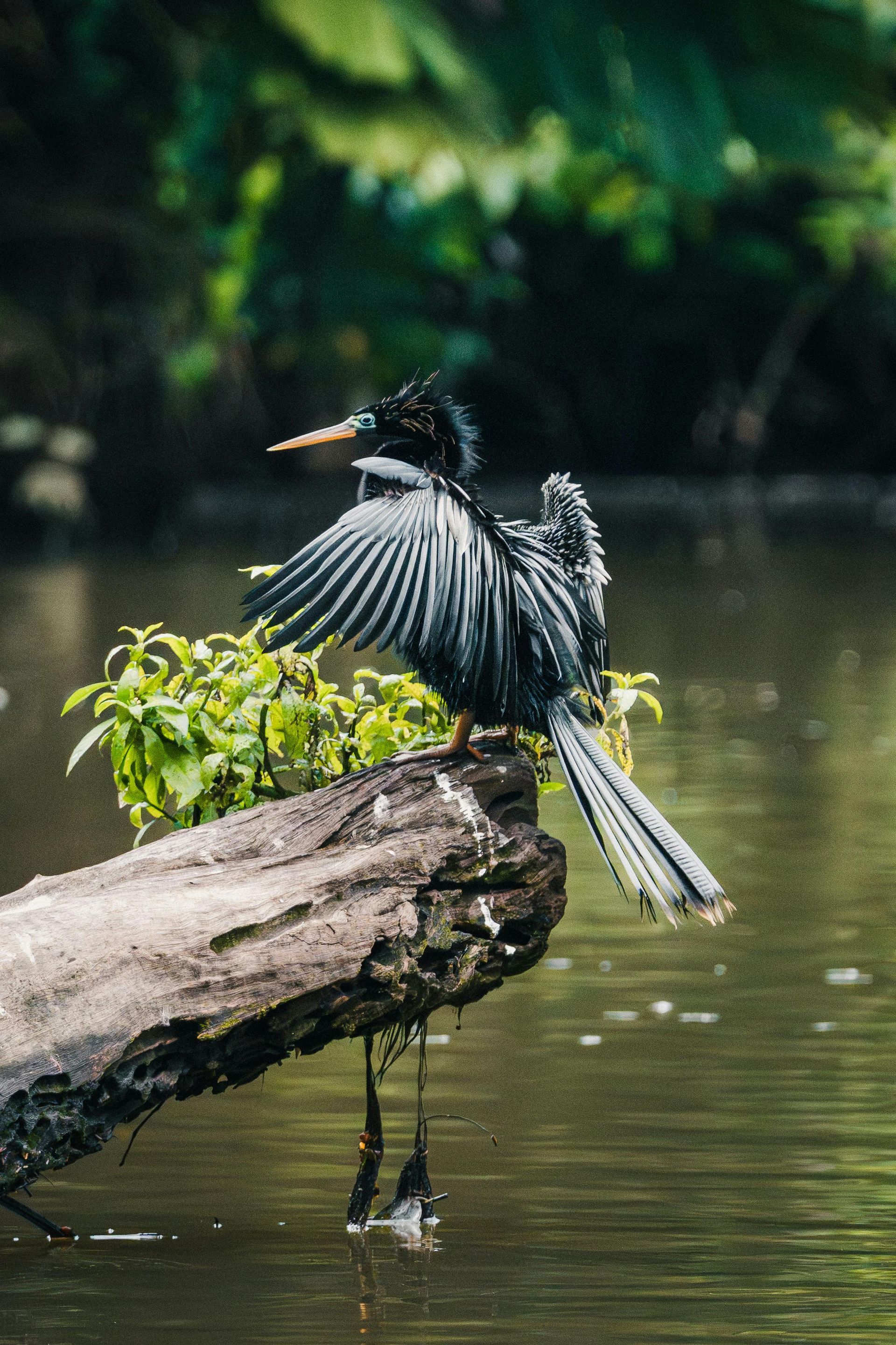 Black bird with outstretched wings perched on a log above calm water in a lush pond setting
