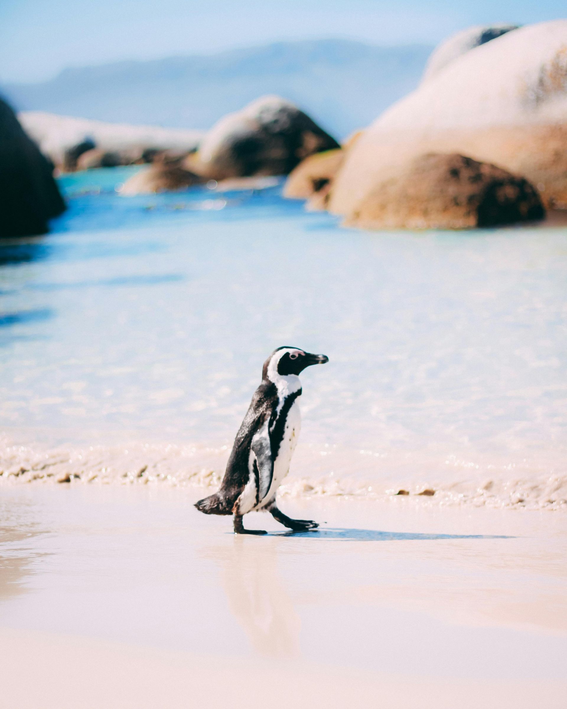 Penguin walking on a sandy beach, with turquoise water and large boulders in the background.