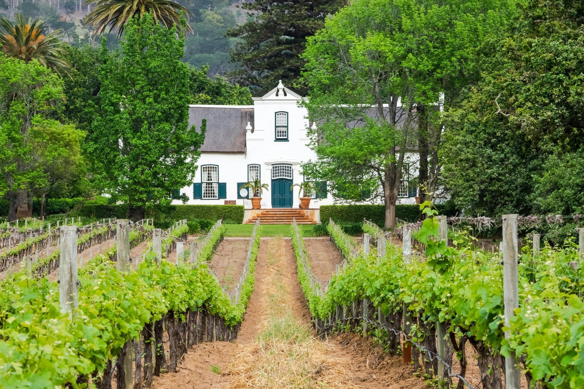 Vineyard with rows of grapevines leading to a white Cape Dutch house with green accents. Cape Town, South Africa – Vineyard Hotel