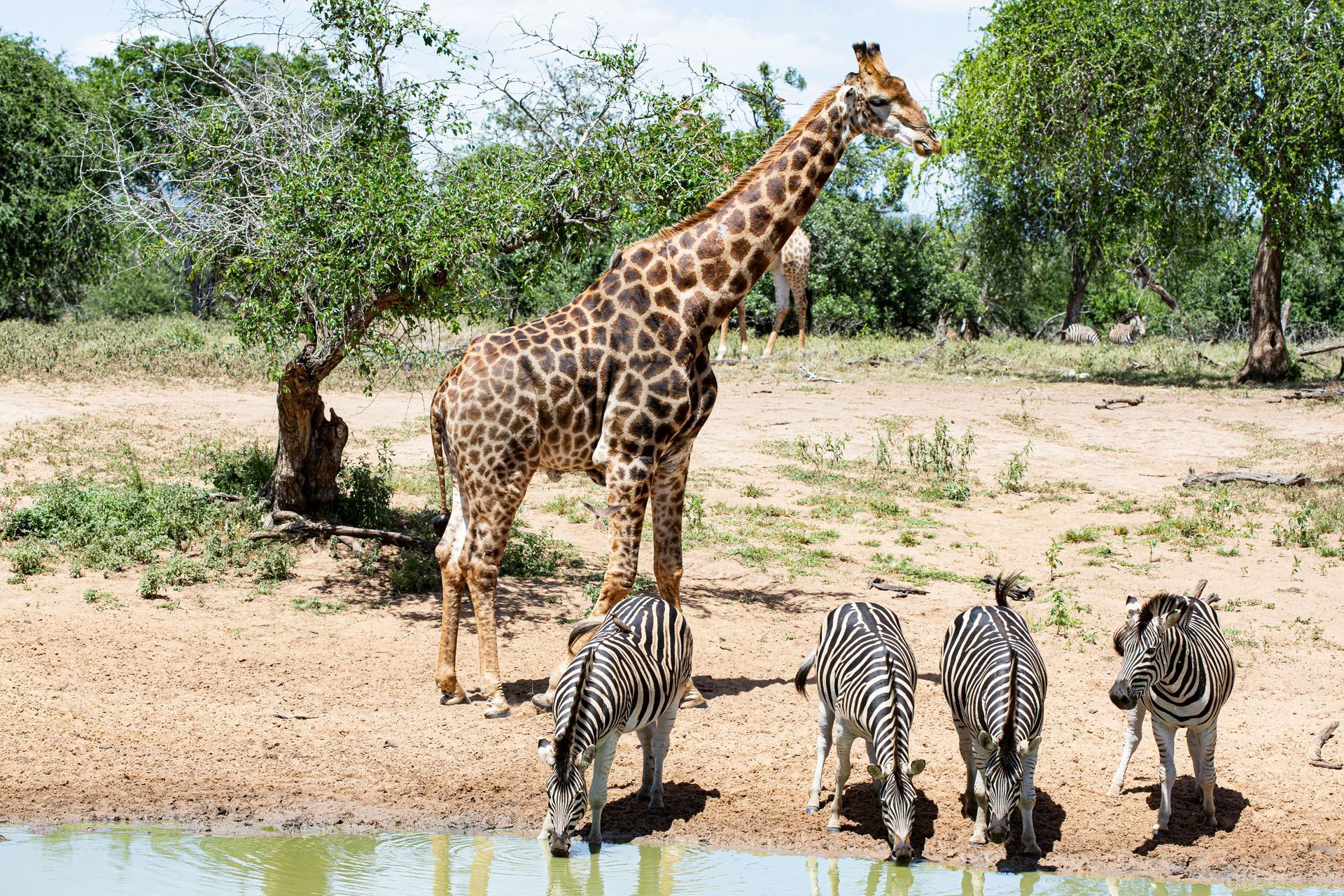 Giraffe and four zebras drinking water at a watering hole, brown and green landscape.