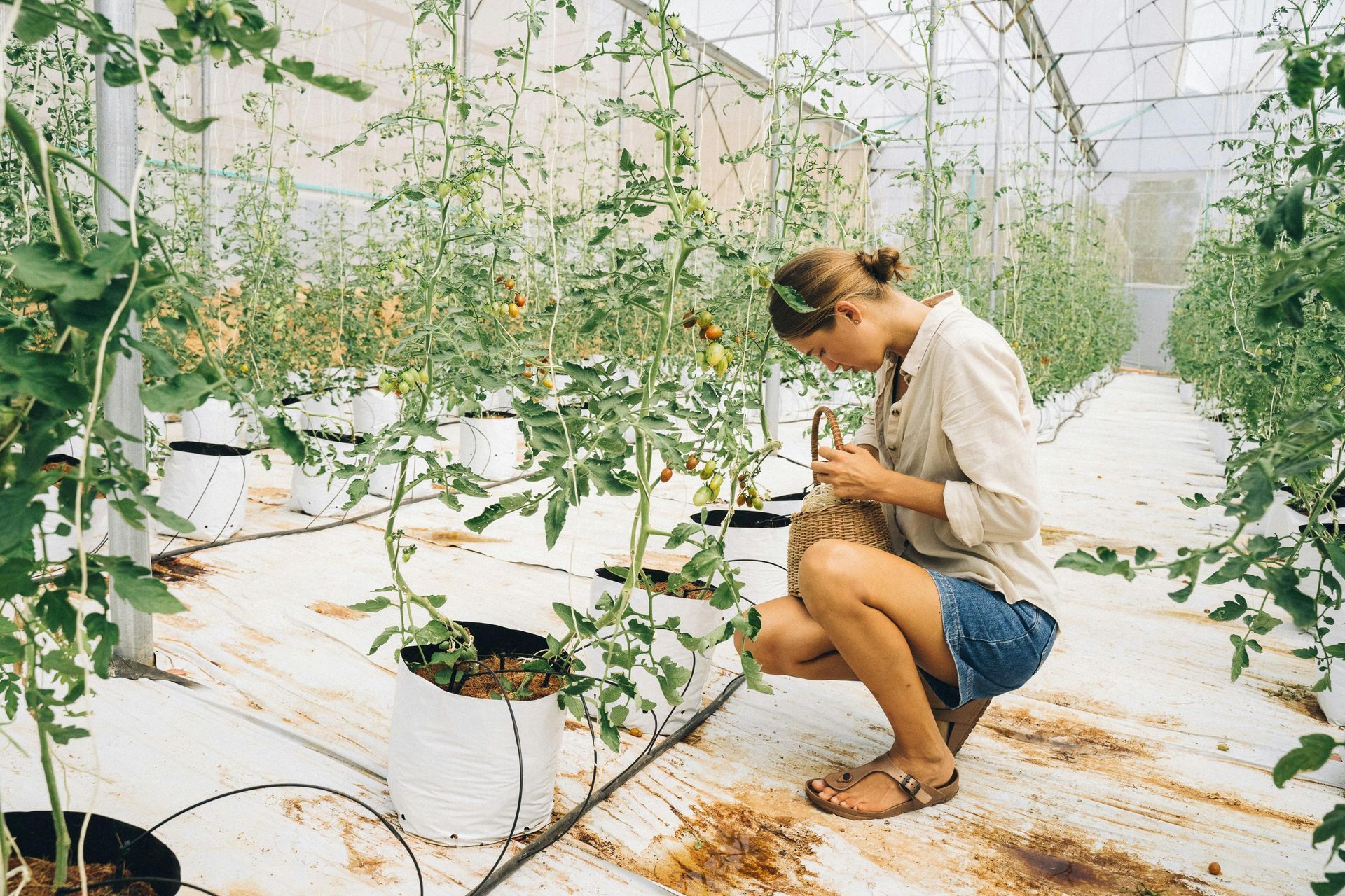 A person crouches in a greenhouse to pick tomatoes from plants grown in white bags on a white floor.