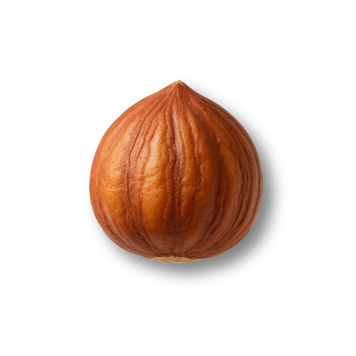 Hazelnut, close-up, with a smooth, brown shell, and a slightly pointed top, on a white background.