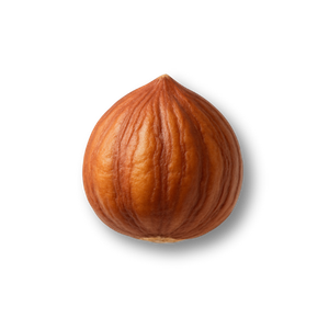 Hazelnut, close-up, with a smooth, brown shell, and a slightly pointed top, on a white background.