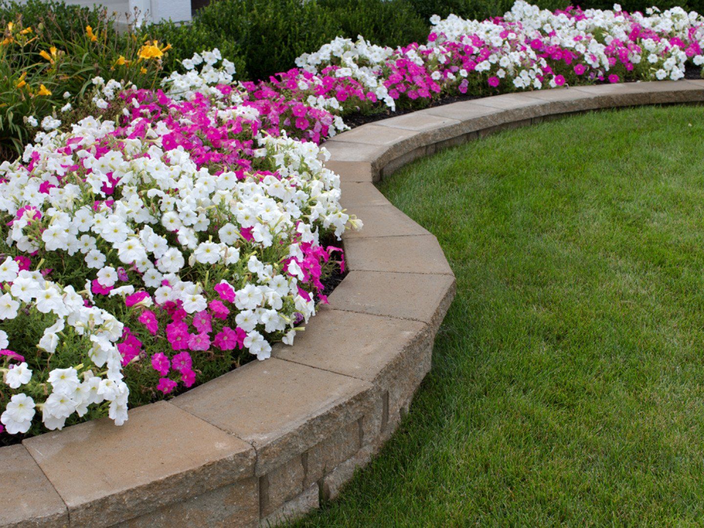 Pink and White Petunias - Evansville, IN - Daily Lawn & Landscape