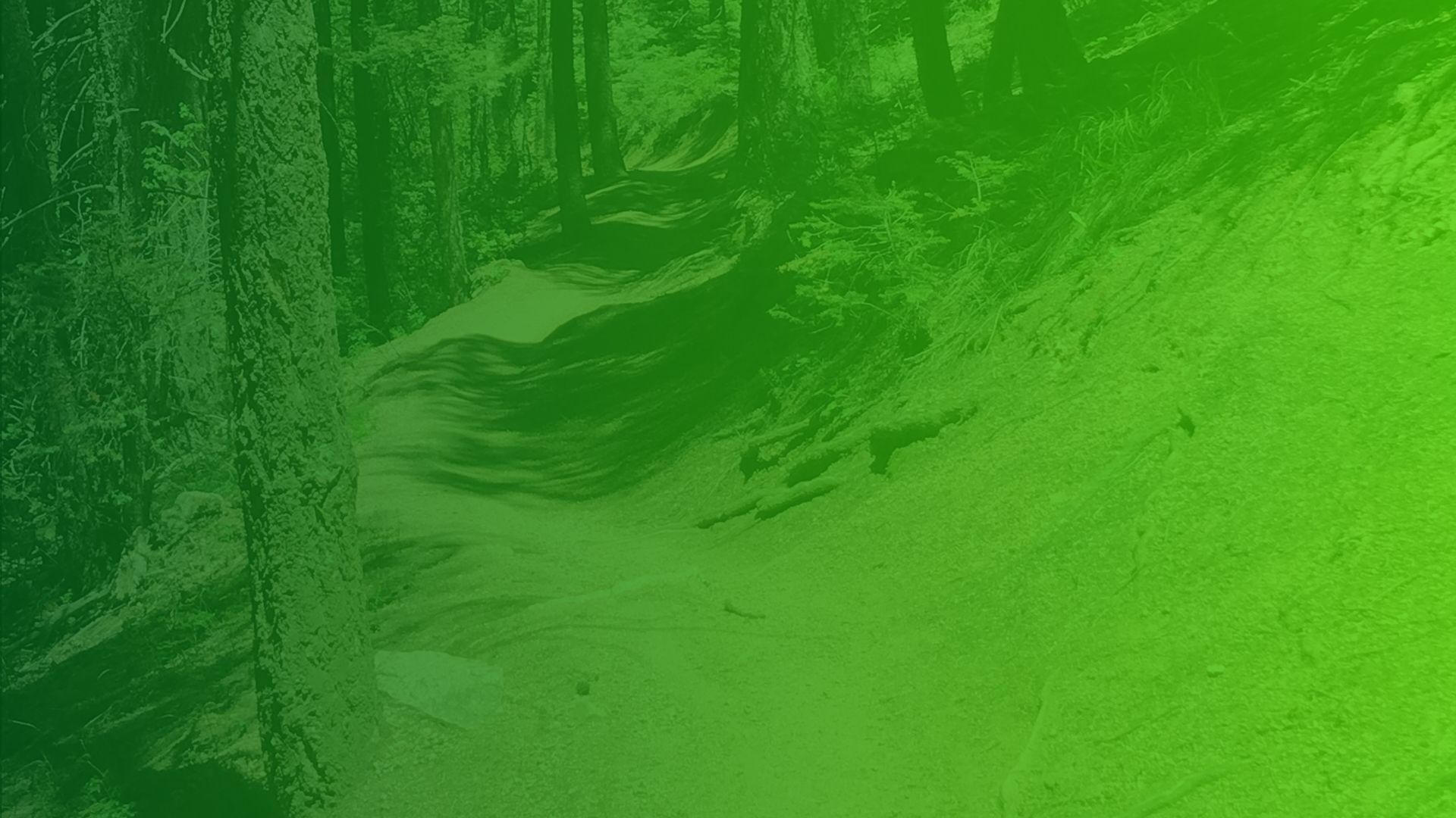 Green Trail with Trees and Forest