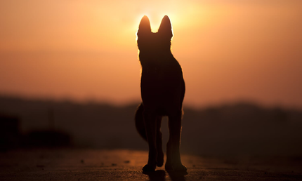 Final Farewell - Pet Cremation in Bells Creek Caloundra, QLD