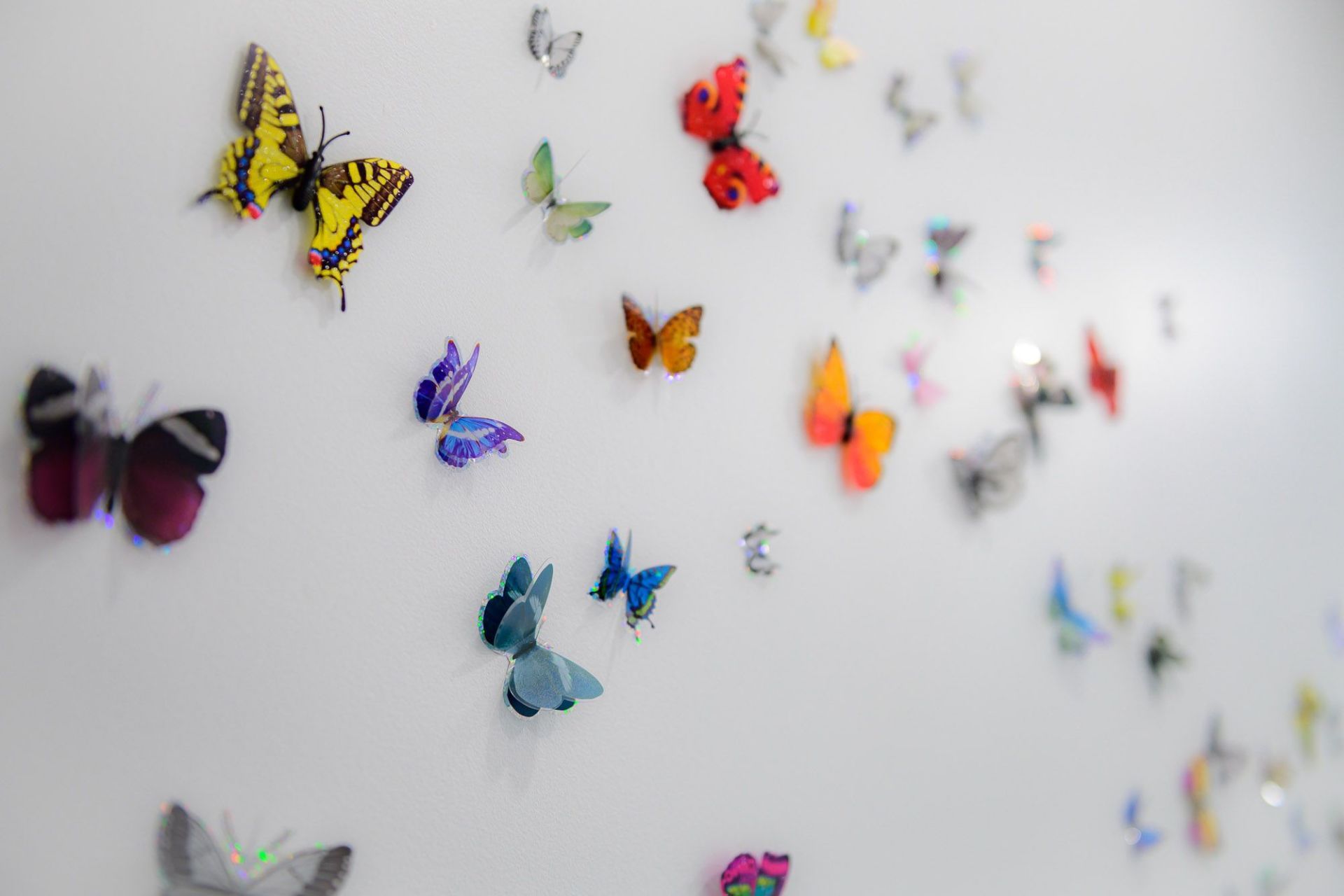 butterfly wall decals