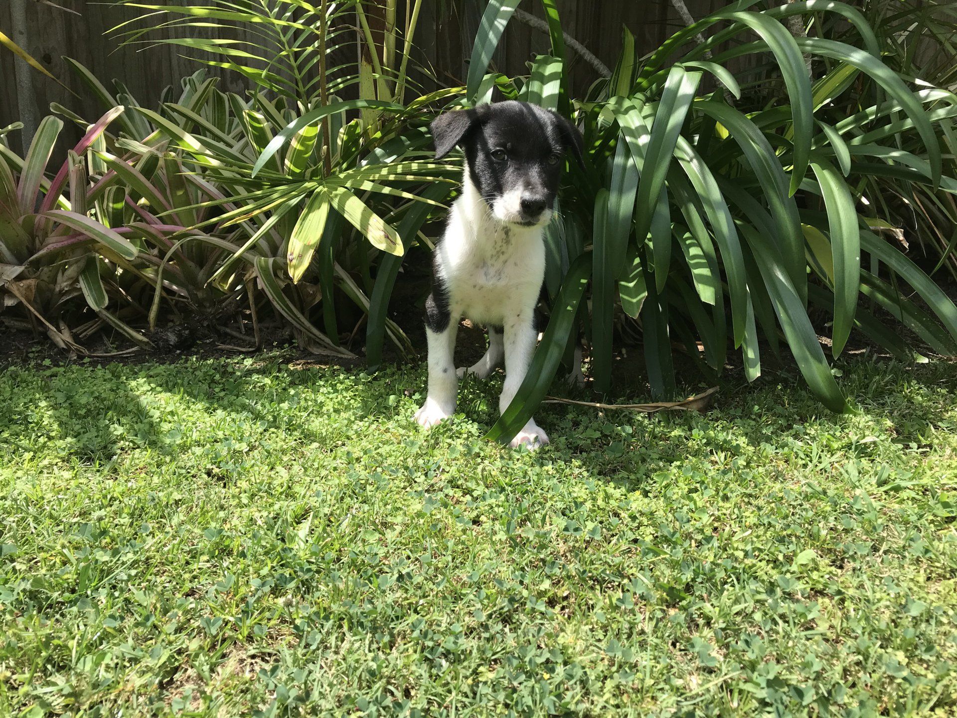 black and white puppy sitting in grass