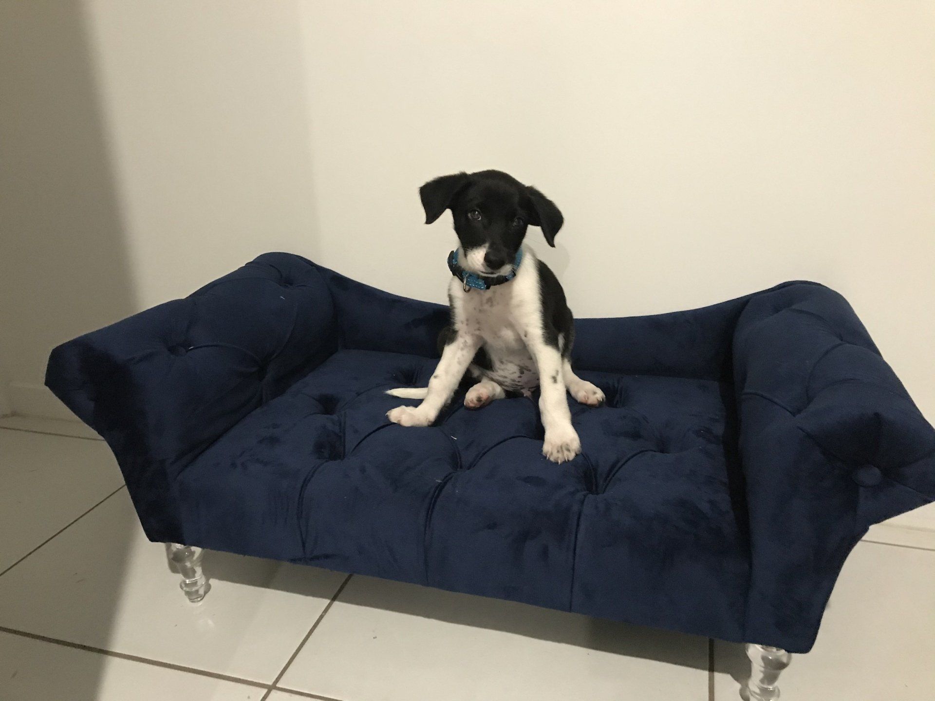 black and white puppy sitting on blue dog bed