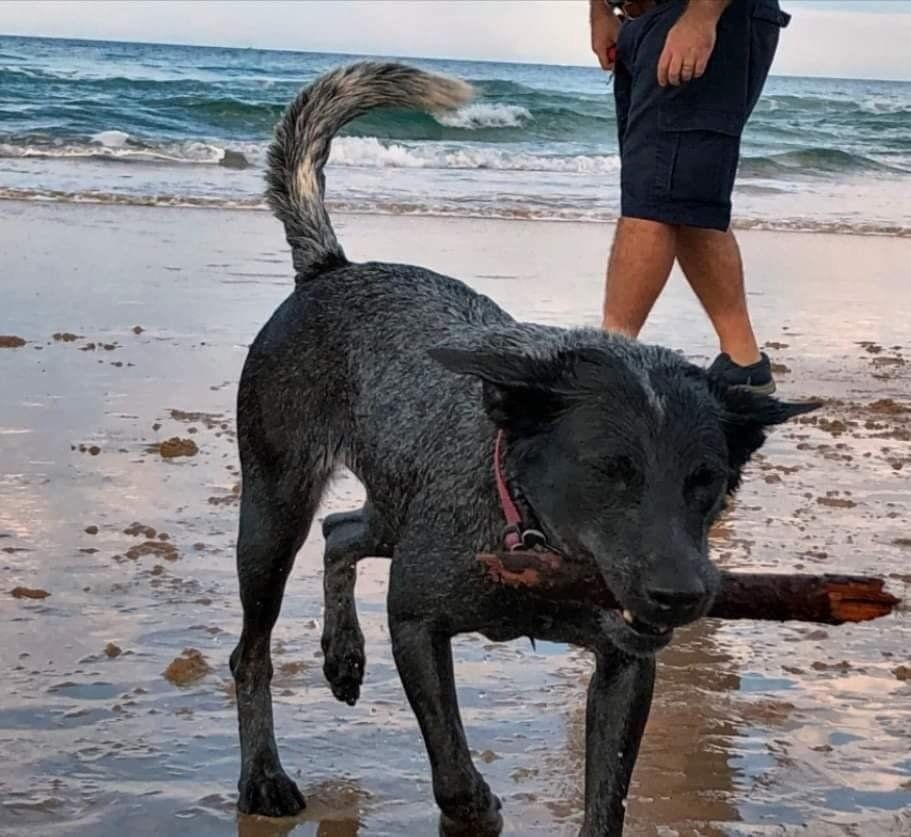 dog playing with stick on beach