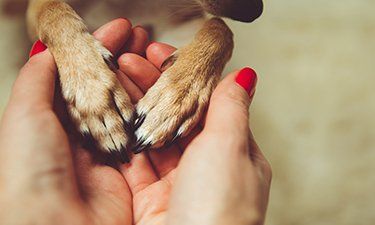 Owner holding their pets hands - pet cremation Sunshine Coast