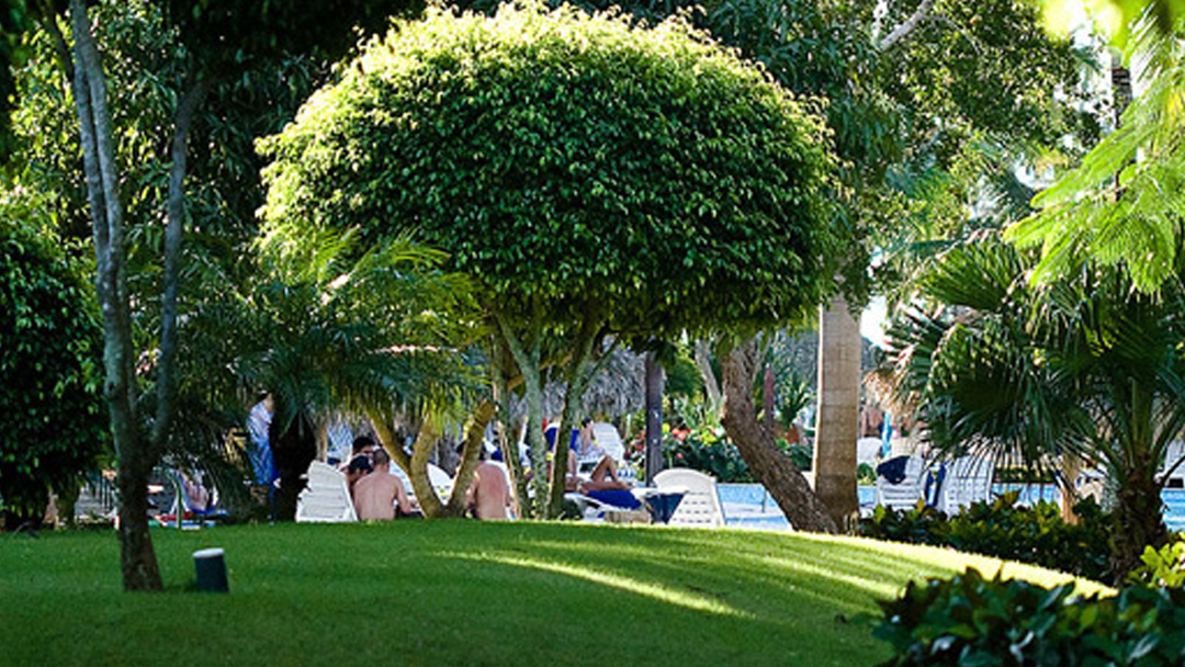 A group of people are sitting under a tree in a park.