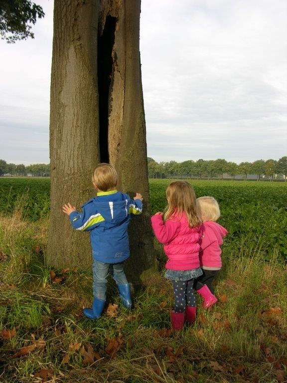 Drie kinderen kijken in een grote boom met een diepe kloof in een veld.