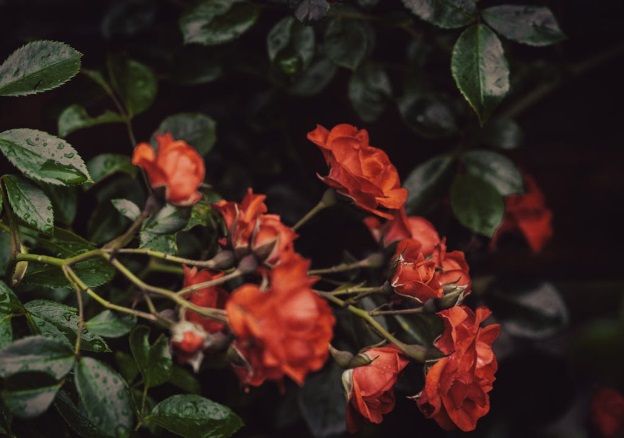 Cluster of red roses representing cremation services in Port Charlotte, FL.