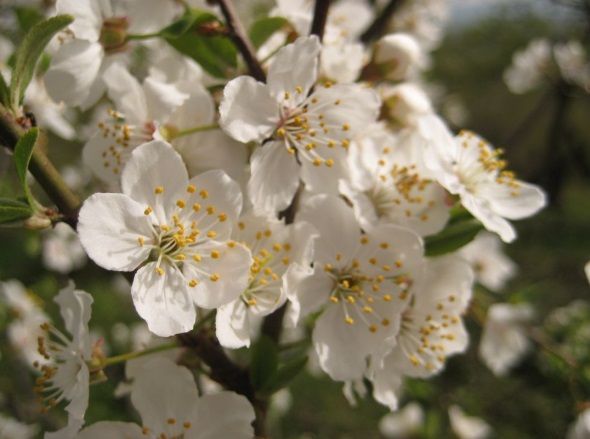 White blossoms in bloom representing cremation services in Punta Gorda, FL.