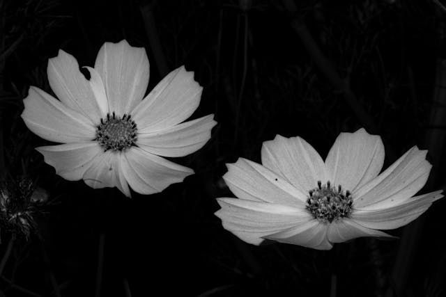 funeral homes North Port, FL