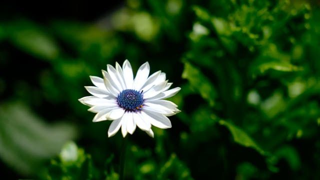 funeral homes North Port, FL