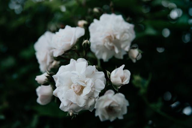 funeral homes Punta Gorda, FL