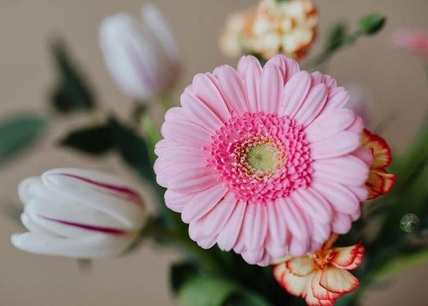 Pink flower in soft focus arrangement symbolizing remembrance for Port Charlotte, FL funeral homes.
