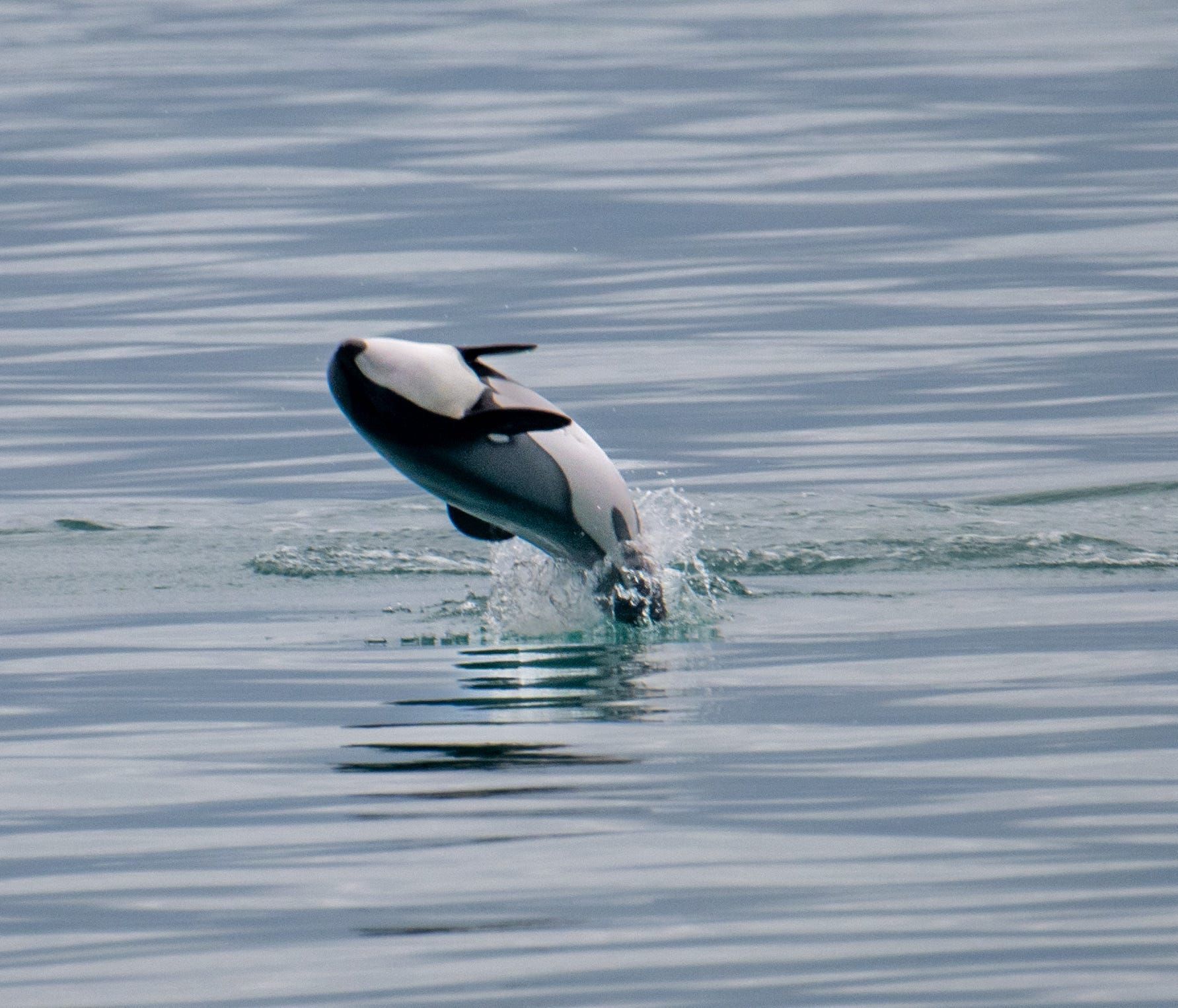 Rockstar picture of braching Orca in Australia