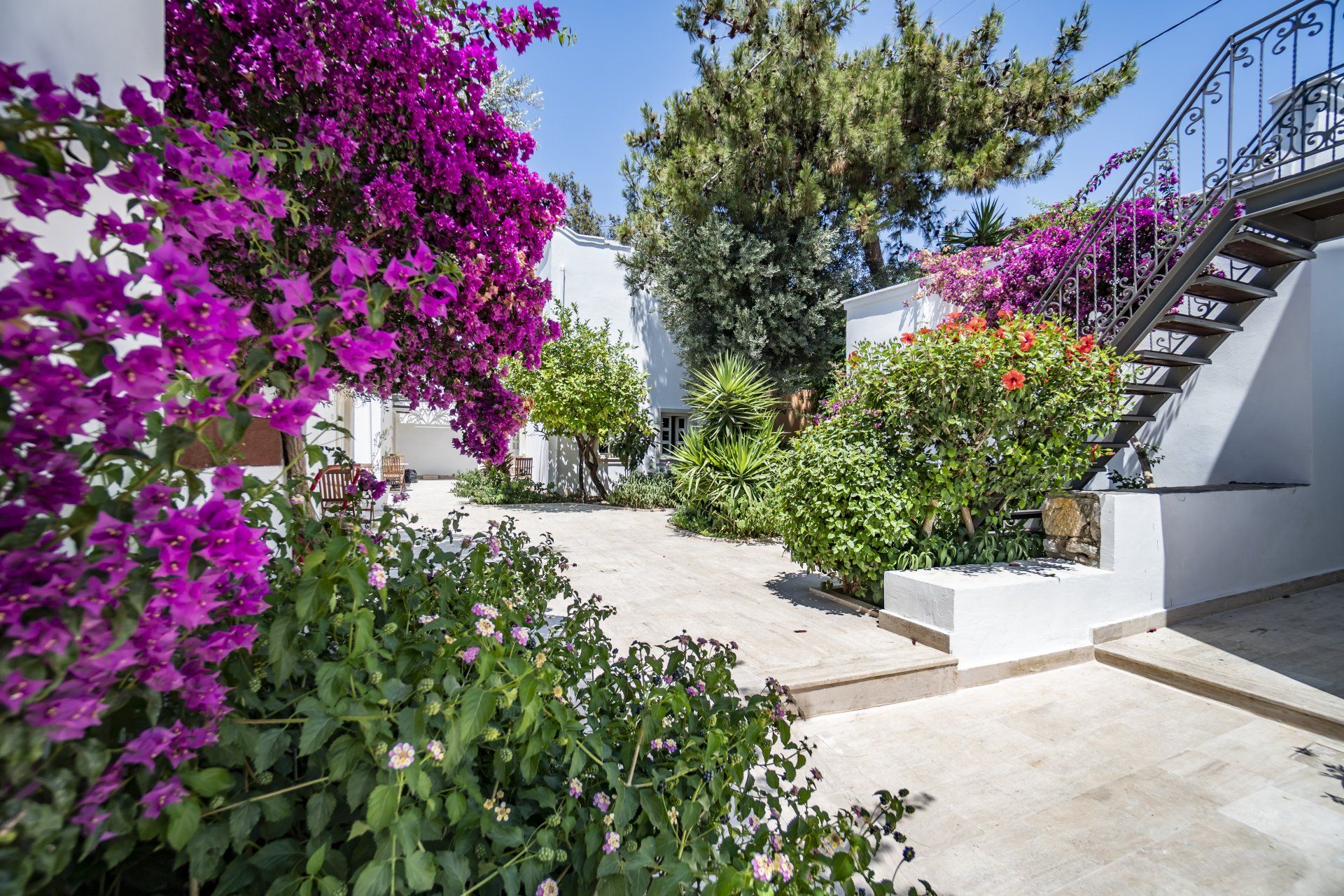 A garden with purple flowers and a white building in the background.