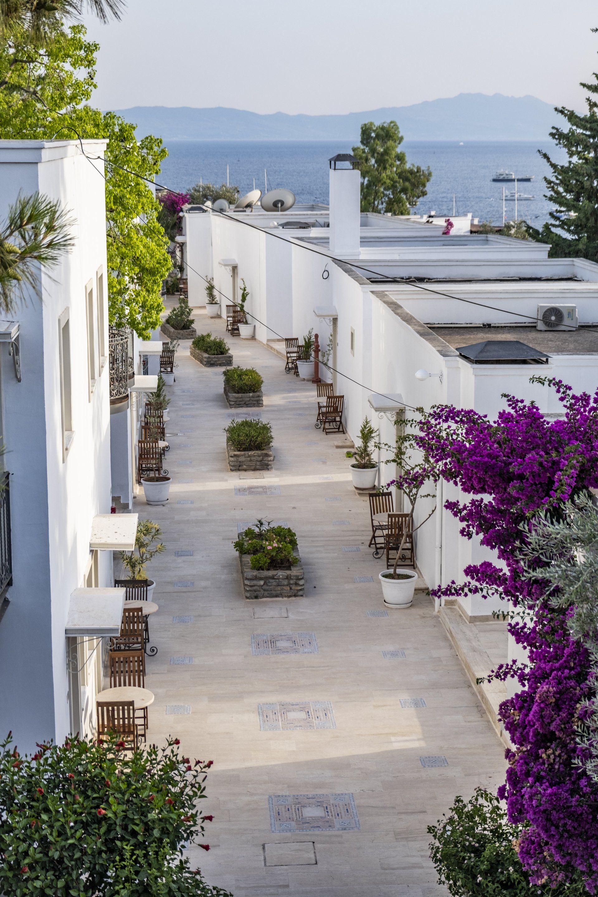 A row of white buildings with purple flowers in front of them