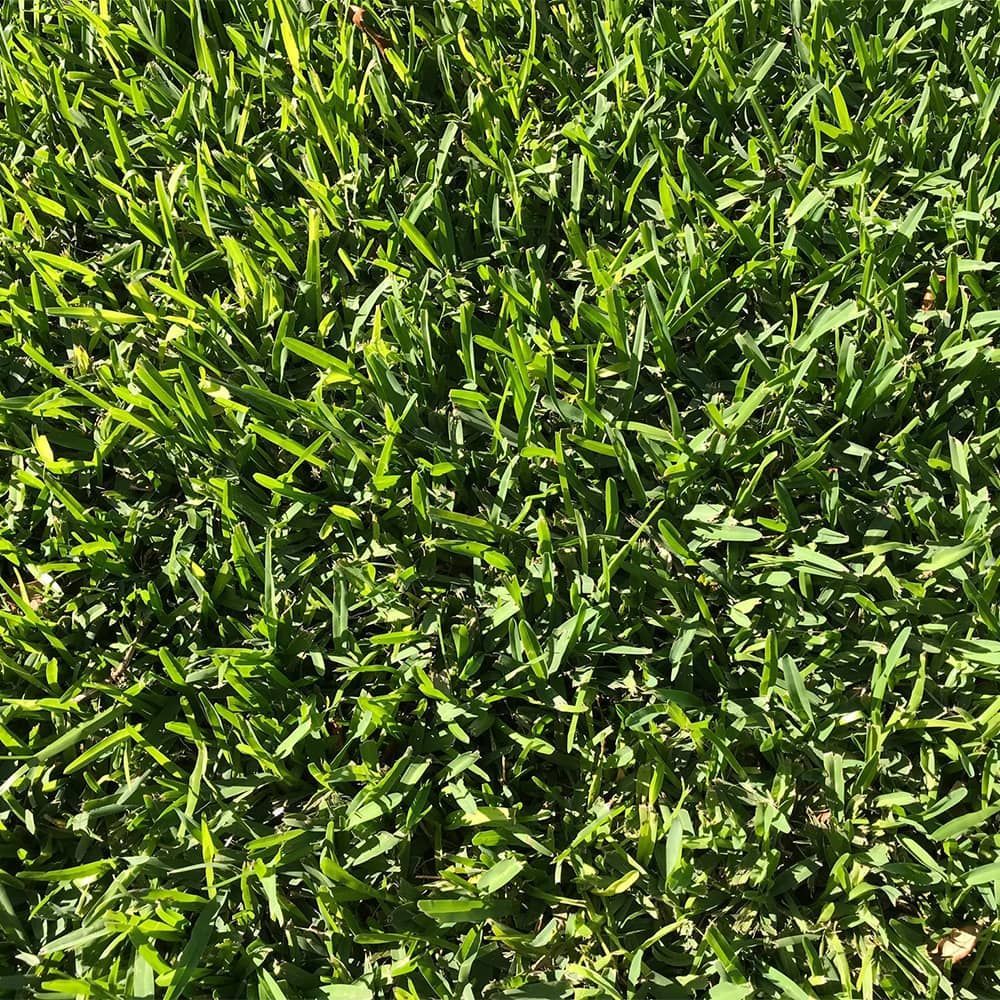 Floratam — Palm City, FL — Palm City Sod