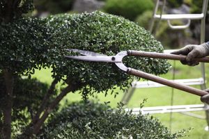 tree trimming