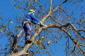 Tree arborist using chainsaw to cut tree down, while wearing safety gear. 