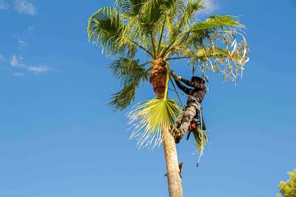 Latin palm tree pruner with a safety harness pruning the leaves of a palm tree with a specific tool. 