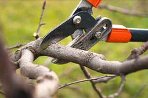 gardener pruning fruit trees with pruning shears  
