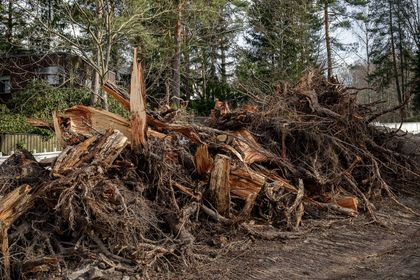 Uprooted and broken tree trunks stacked after storm damage in forest area 
