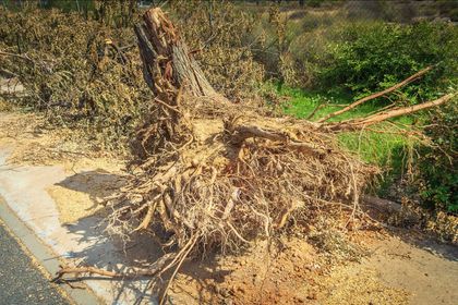 Tree stump after road side tree has been cutdown and then extracted after it has overgrown damaging pavements. 