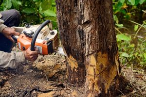 Man with chainsaw cutting the tree 
