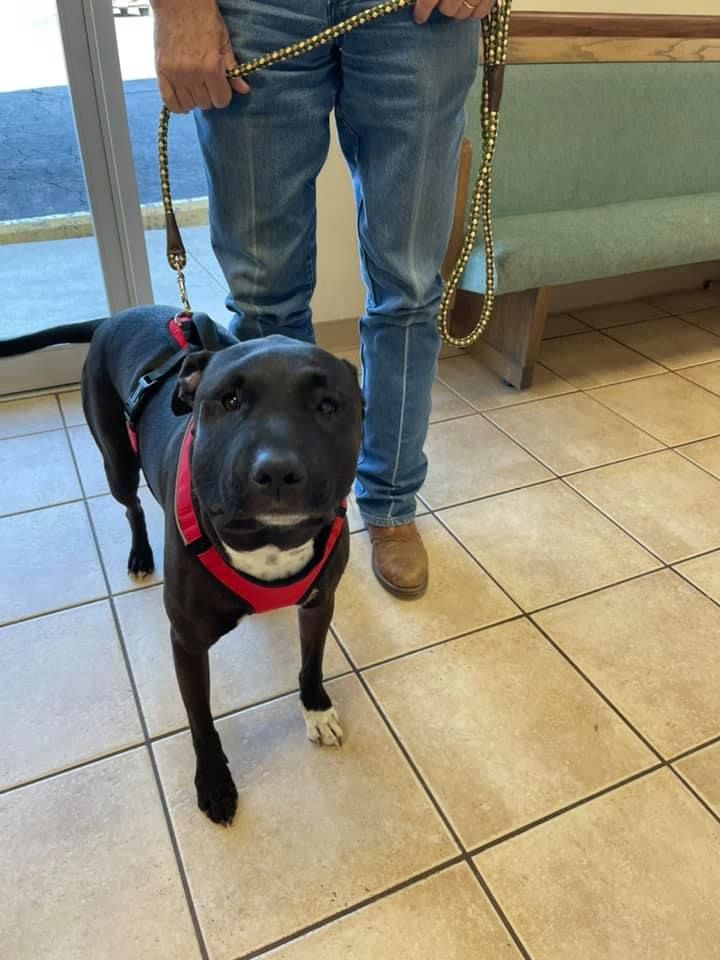 large black dog in waiting room
