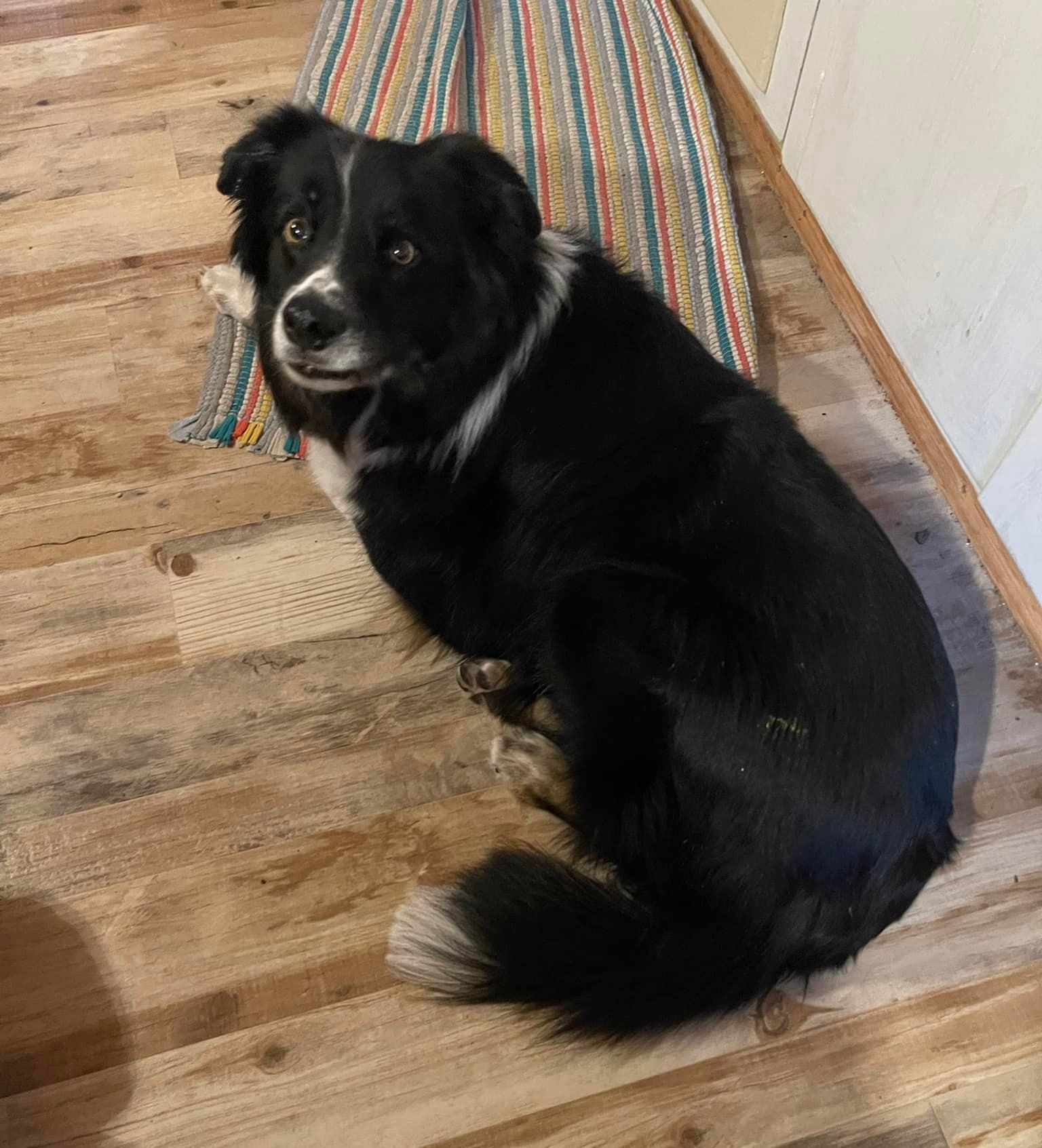 black dog